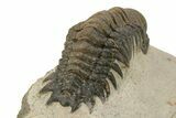 Detailed Crotalocephalina Trilobite - Orange Mineral Striping #251673-5